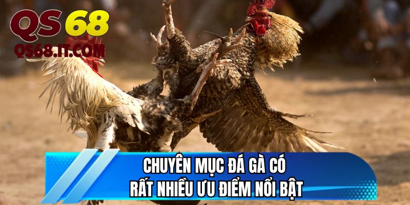 Chuyên mục đá gà có rất nhiều ưu điểm nổi bật 